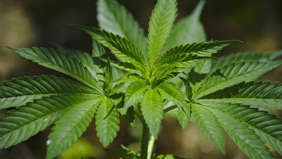 Is Smoking Weed During Pregnancy Harmful?