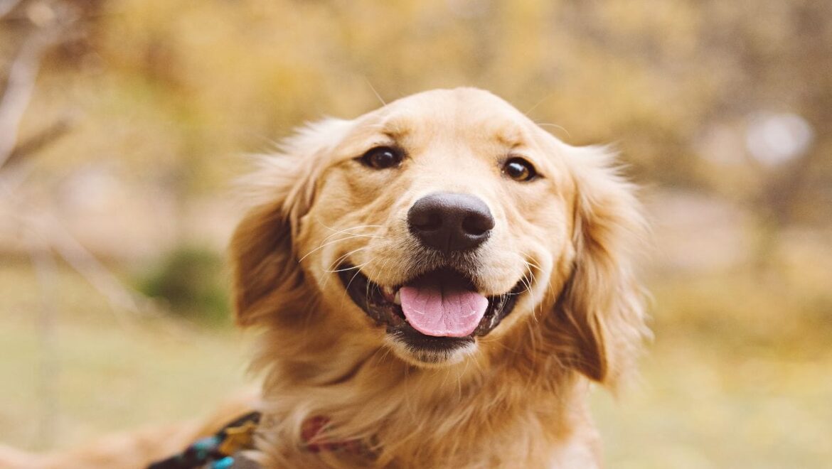 Golden Retriever And Baby Are The Most Adorable Pairing