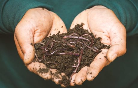 Ancient Predatory Worms Challenge Our Understanding of Early Life on Earth